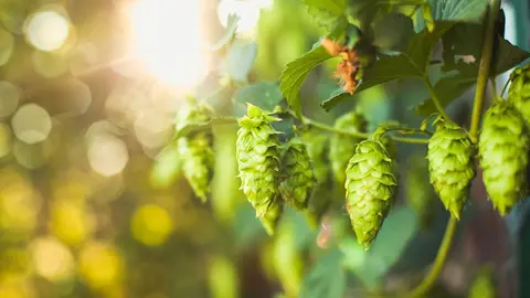 O obxectivo é garantir o futuro do sector do lúpulo, adecuando a produción á demanda da industria para unha maior rendibilidade dos produtores.