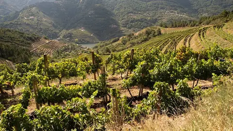 El Gobierno gallego invierte 322.000 euros en esta actuación para actualizar los indicadores en los establecimientos y ayuntamientos que atraviesan estas rutas. 