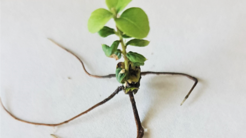 Planta de alcornoque transformada con un gen umplicado en enraizamiento adventicio.