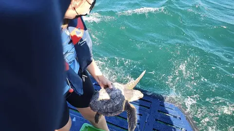 O exemplar apareceu atrapado nas redes do barco ‘Nuevo Begoña’ e sobreviviu grazas á rápida intervención do patrón e da tripulación.