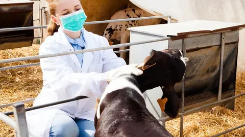 O Instituto de Seguridade e Saúde Laboral (Issga) está a analizar as necesidades de seguridade e prevención das veterinarias e veterinarios que traballan en granxas para dirixir unha campaña específica o próximo outono