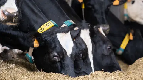 Las jornadas de Becerreá y de A Fonsagrada estarán orientadas a la realización de estos programas sanitarios en las granjas de aptitud cárnica, mientras que la de Curtis se centrará en granjas orientadas a la producción de leche.