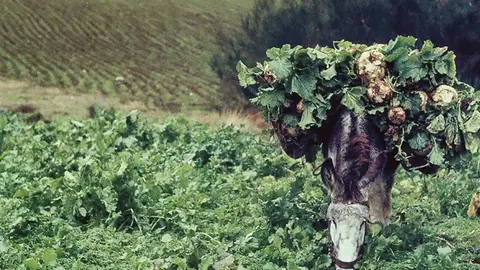 Burro con nabos. San Xoán de Río. Ourense. 