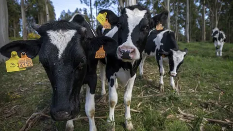Escola de capacitacion agraria de Sergude. Vaca leiteira.