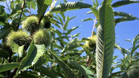 La Unidad Técnica del Souto que trabajará en la generación de planta adecuada para el desarrollo de este sector estratégico o a las actuaciones del Gobierno gallego para combatir dolencias como la avispilla o el chancro del castaño.

