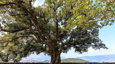 El alcornoque del Monte de la Peneda, en Redondela, es un árbol de 20 metros de altura de la familia de las fagáceas, con la copa irregular, oscura, característica de la región mediterránea y, por lo tanto, no muy abundante en Galicia. ARCHIVO.