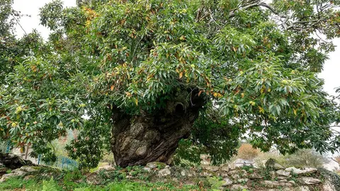 El castaño Casa Fragueiro, está localizado en el lugar de Riazón-Ombreiro, en el ayuntamiento de Lugo. llama la atención sobre todo por sus características dendrométricas, es decir, por su porte, dimensiones y forma. Se trata de un castaño injertado con el tronco grueso que se ensancha desde la base hasta los tres metros aproximadamente adoptando formas caprichosas que hacen de él un ejemplar de gran belleza y tamaño: más de 12 metros de alto y 8 metros de circunferencia.