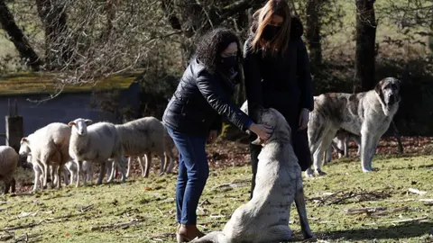 La directora xeral de Patrimonio Natural, Belén do Campo, visita una explotación en San Salvador de Castelo- Grazos,Guntín,  para conocer las medidas de prevención instaladas para evitar daños de fauna silvestre.