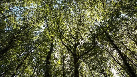 escola de capacitacion agraria de Sergude
Bosque autóctono galego