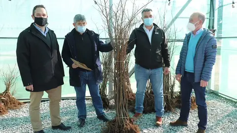 A Consellería do Medio Rural entregará un total de 12.600 plantas de portaenxertos e 473 plantas nai de diversas variedades de castiñeiro autóctonas a 16 viveiros da nosa comunidade.