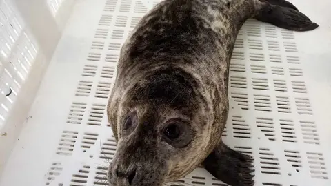 El lobo marino ceniciento Maxibar vuelve al medio natural tras completar su recuperación en el Igafa.