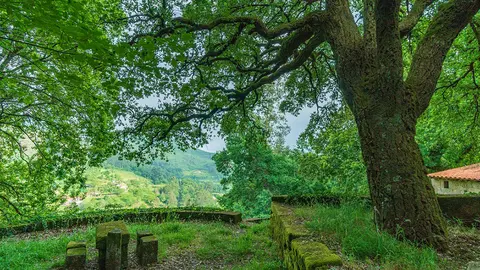 A tradição da Mesa dos Quatro Abades está de regresso.
