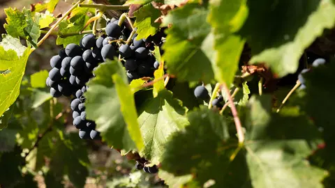 La parte práctica del programa incluye visitas a viñedos y bodegas de la denominación de origen Ribeiro.