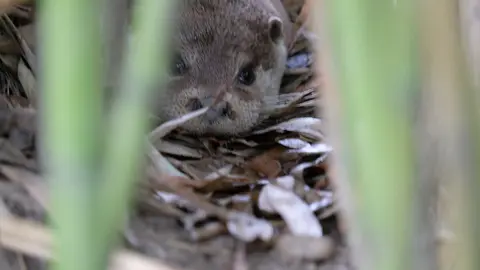 Nascida em cativeiro no dia 1 de junho de 2020 e filha de um casal de lontras oriundas de Alcobaça, a lontra fêmea encontra-se agora em fase de adaptação ao seu novo habitat.