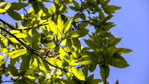 Castiñeiro na Escola de Capacitacion Agraria de Sergude. ARQUIVO.