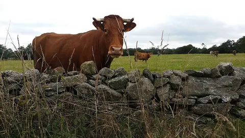 El año pasado se consiguieron los 614 canales certificados y las 268 toneladas de producción protegida, con un valor económico estimado de 1,2 millones de euros.