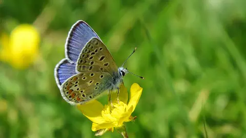 Bolboreta Polyommatus icarus.