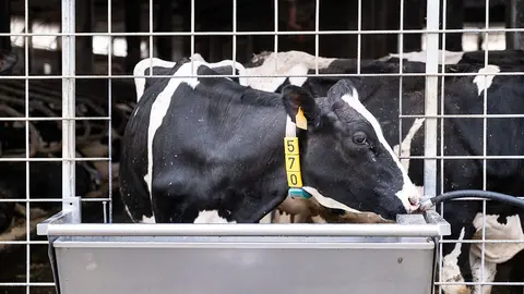 En este marco se incluye la ejecución y seguimiento de programas de prevención, lucha, erradicación y control de enfermedades animales,