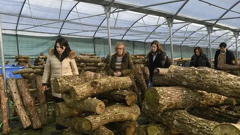 A conselleira de Promoción do Emprego e Igualdade, María Jesús Lorenzana, acompañada polo delegado da Xunta de Galicia en Ourense, Gabriel Alén, visitou os invernadoiros da empresa beneficiaria das axudas Emega a mulleres emprendedoras.