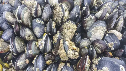 Mejillones Mytilus galloprovincialis colonia en roca intermareal de Galicia.