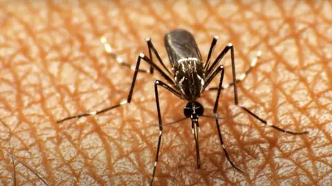 Mosquito de la Malaria.