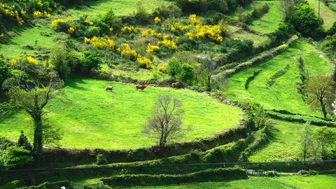 Mosaico Agricola Labrujó.