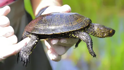 La tortuga europea fue reintroducida en la charca de Olveira hace casi 20 años por un equipo de la UVigo, el mismo que analiza ahora su supervivencia y genética.