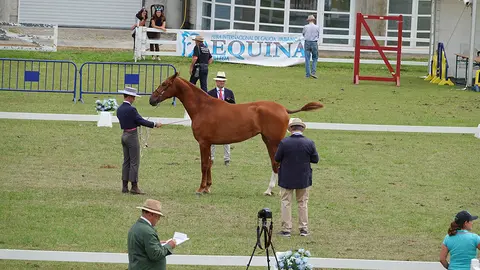 Participante no Concurso Morfofuncional en Equina Galicia 2022. ARQUIVO.