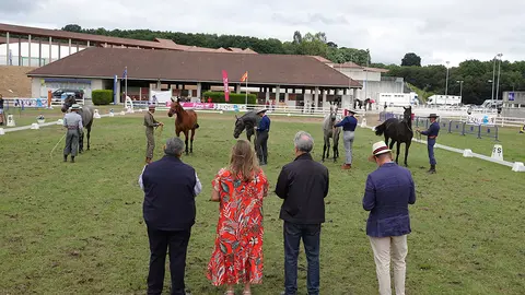 Concurso morfofuncional en Equina Galicia 2022. ARQUIVO.