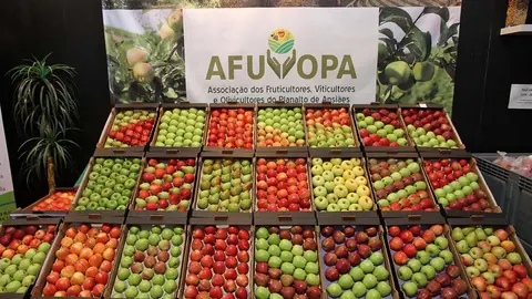 Feira da Maçã, Vinho e Azeite.