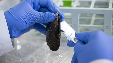 Según los científicos, estos hemocitos libres podrían constituir la primera línea de defensa 
como centinelas externos que extienden el sistema de alerta inmunológico fuera del 
cuerpo del mejillón.