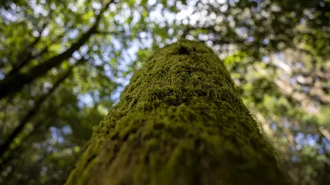 Escola de capacitación agraria de Sergude. 
Bosque autóctono galego.