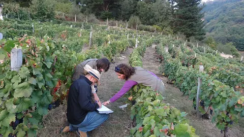 La investigación, que partió de estudios previos realizados por el grupo VIOR de la MBG 
desde hace cerca de tres décadas, ha revelado, entre otros aspectos, que el microclima de 
la zona ejerce un papel fundamental en el comportamiento agronómico de las dos variedades 
objeto de estudio, la concentración de polifenoles y otros compuestos en la uva y en la 
incidencia de enfermedades.