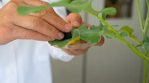 MBG tiene una de 
sus líneas de investigación centrada en el estudio de los compuestos bioactivos presentes en 
cultivos de brásicas como los grelos, el repollo o las berzas. ARCHIVO.