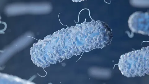 Bactéria Legionella.