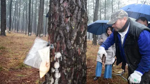 La conselleira de Economía, Industria e Innovación, María Jesús Lorenzana, asistió hoy la una demostración de extracción de resina por parte de la empresa Losas Ambiental.