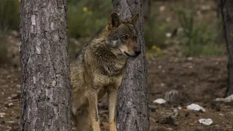Lobo Ibérico en la sierra de la culebra.