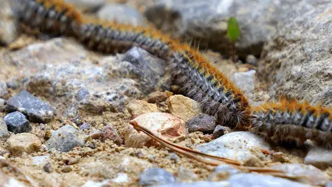 Estas condiciones climáticas fomentan el adelanto de las plagas de procesionaria del pino (Thaumetopoea pityocampa),