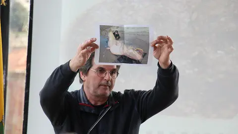 El biólogo y director del Aquamuseu, Museo del Agua, de Cerveria identifica a uno de los principales depredadores de lamprea. Un pez exótico de más de 100 kilogramos de peso, muy preciado como presa de furtivos, que debora lampreas.