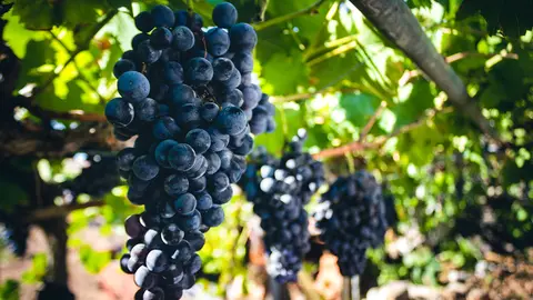 O obxecto desta liña é aumentar a competitividade dos produtores vitivinícolas, mellorar os sistemas de produción sustentables e a pegada ambiental deste sector produtivo.