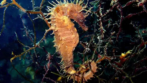 “Los caballitos de mar (Hippocampus spp.) son especies vulnerables incluidas en 2011 en el 
Listado de Especies Silvestres en Régimen de Protección Especial.