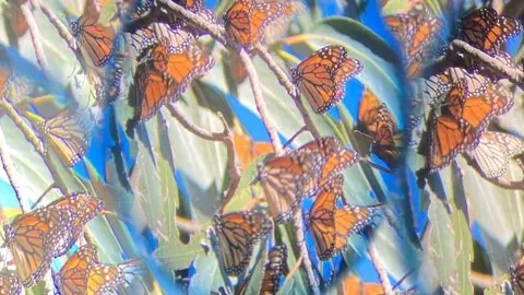 Stephanie Comilang. En busca de la vida. Díptico (2024-2025).© STEPHANIE COMILANG