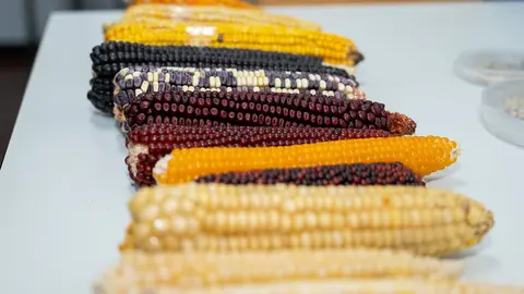 Uno de los programas de mejora del maíz busca su doble aprovechamiento (rendimiento de grano y producción de bioetanol a partir del rastrojo),