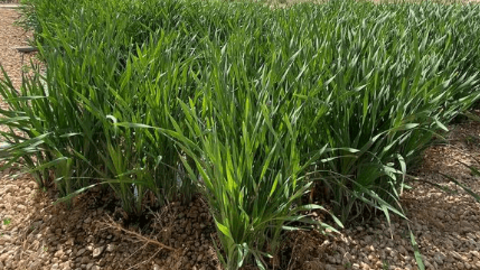 •	El uso de plantas macrófitas permite a la marca mejorar los estándares de sostenibilidad medioambiental.