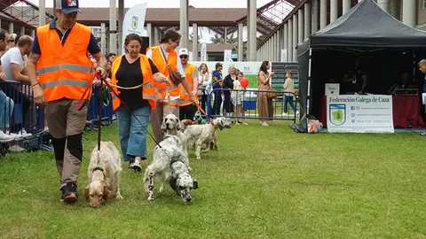 Presentación Cans de Caza en Fecap Abanca 2023. ARCHIVO.