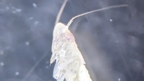 Ninfa nova de Scaphoideus titanus.