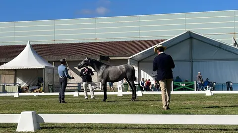 Sección poldras de 2 anos esta tarde en Equina Galicia 2024