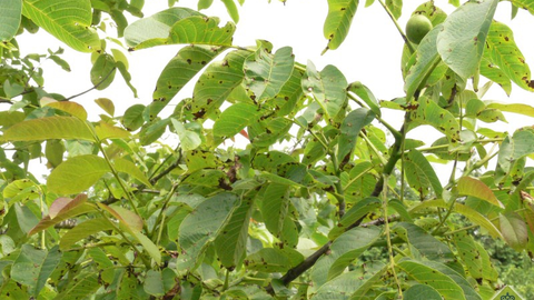 Síntomas de antracnosis en él nogal.