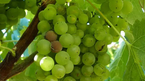 Botrite en grans loureira rachados