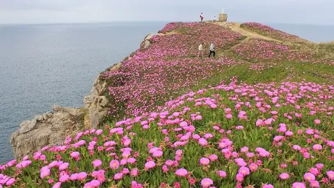 La invasora 'Uña de gato'.